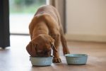 Beeztees Yavru Köpek Mama Su Kabı, Paslanmaz Çelik, Kaymaz Taban, Turkuaz, 13cm, 470ml - Görsel 3