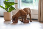 Beeztees Yavru Köpek Mama Su Kabı, Paslanmaz Çelik, Kaymaz Taban, Kiremit, 13cm, 470ml - Görsel 2