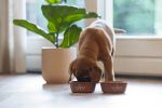 Beeztees Yavru Köpek Mama Su Kabı, Paslanmaz Çelik, Kaymaz Taban, Kiremit, 13cm, 470ml - Görsel 3