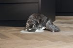 Beeztees DBL Mama Su Kabı Servisi, Silikon, Kaymaz, Bej, 45x25x1,5cm - Görsel 2
