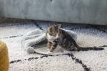 Beeztees Yavru Kedi Oyun Yatağı, Oyuncaklı, 50x40x15cm - Görsel 5