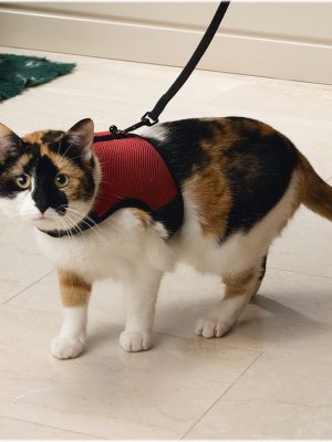 Beeztees Kedi Göğüs Tasması, Comfort, Zili ve Gezdirme Kayışı, 22-24.5cm Boyun, 30-39cm Göğüs