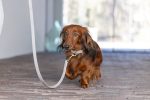 Beeztees DBL Köpek Tasması, Kadife, Gri, 26-40cm, 15mm - Görsel 4