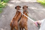 Beeztees DBL Köpek Tasması, Kadife, Gri, 48-70cm, 25mm - Görsel 7