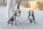 Beeztees DBL Köpek Tasması, Kadife, Nefti, 35-50cm, 20mm - Görsel 4