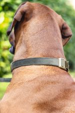 Beeztees DBL Köpek Tasması, Kadife, Nefti, 48-70cm, 25mm - Görsel 5