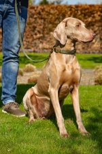 Beeztees DBL Köpek Tasması, Kadife, Nefti, 48-70cm, 25mm - Görsel 7