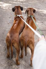 Beeztees DBL Köpek Tasması, Kadife, Nefti, 48-70cm, 25mm - Görsel 8