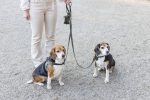 Beeztees DBL Köpek Gezdirme Kayışı, Velura, Yeşil, 120cm, 20mm - Görsel 3