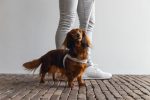 Beeztees DBL Köpek Göğüs Tasması, Velur, Gri, S, 20mm x 52cm - Görsel 3