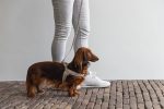 Beeztees DBL Köpek Göğüs Tasması, Velur, Gri, S, 20mm x 52cm - Görsel 4