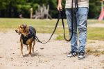 Beeztees Köpek Göğüs Tasması, Neopren, Siyah, M, 41-46cm - Görsel 5