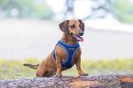 Beeztees Köpek Göğüs Tasması, Neopren, Mavi, XS, 30-35cm - Görsel 7
