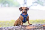 Beeztees Köpek Göğüs Tasması, Neopren, Mavi, XS, 30-35cm - Görsel 8