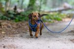 Beeztees Köpek Göğüs Tasması, Neopren, Mavi, XS, 30-35cm - Görsel 9