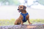 Beeztees Köpek Göğüs Tasması, Neopren, Mavi, S, 38-44cm - Görsel 2