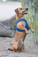 Beeztees Köpek Göğüs Tasması, Neopren, Mavi, S, 38-44cm - Görsel 4