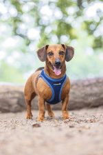 Beeztees Köpek Göğüs Tasması, Neopren, Mavi, S, 38-44cm - Görsel 5