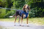 Beeztees Köpek Göğüs Tasması, Neopren, Mavi, M, 41-46cm - Görsel 5