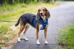 Beeztees Köpek Göğüs Tasması, Neopren, Mavi, M, 41-46cm - Görsel 7