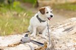 Beeztees Köpek Dışkı Toplama Poşeti Taşıma Çantası, Gri, 8x5x5cm - Görsel 4