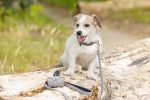 Beeztees Köpek Dışkı Toplama Poşeti Taşıma Çantası, Gri, 8x5x5cm - Görsel 6