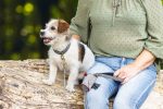 Beeztees Köpek Dışkı Toplama Poşeti Taşıma Çantası, Gri, 8x5x5cm - Görsel 3