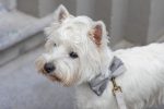 Beeztees DBL Köpek Papyonu, Kadife, Gri, 9cm - Görsel 2