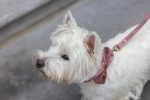 Beeztees DBL Köpek Papyonu, Kadife, Pembe, 9cm - Görsel 4