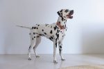 Beeztees DBL Köpek Papyonu, Kadife, Pembe, 12cm - Görsel 3