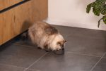 Beeztees DBL Kedi Mama Su Kabı, Bambu, Antrasit 12cm, 250ml - Görsel 2