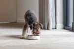 Beeztees DBL Köpek Yavaş Besleme Mama Kabı, Bambu, Bej, 17cm, 800ml - Görsel 2