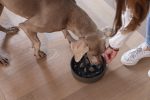 Beeztees DBL Köpek Yavaş Besleme Mama Kabı, Bambu, Antrasit, 21cm, 1430ml - Görsel 4