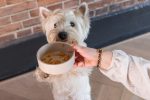 Beeztees DBL Köpek Mama Su Kabı, Bambu, Bej, 12cm, 300ml - Görsel 4