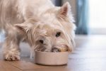 Beeztees DBL Köpek Mama Su Kabı, Bambu, Bej, 12cm, 300ml - Görsel 2