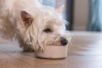 Beeztees DBL Köpek Mama Su Kabı, Bambu, Bej, 12cm, 300ml - Görsel 6