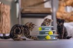 Beeztees Yavru Kedi Oyuncağı, 3 Katlı, 25x25x13cm - Görsel 9