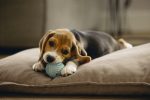 Beeztees Yavru Köpek Top Diş Kaşıma 5cm Yeşil - Görsel 3