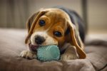 Beeztees Yavru Köpek Top Diş Kaşıma 5cm Yeşil - Görsel 4