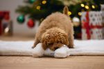 Beeztees Yavru Köpek Peluş Oyn. Kemik 21 Cm Beyaz - Görsel 3