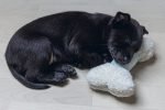 Beeztees Yavru Köpek Peluş Oyn. Kemik 21 Cm Beyaz - Görsel 5