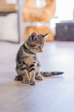 Beeztees Yavru Kedi Tasma 16-23cm*10mm Sarı - Görsel 3