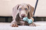 Beeztees Yavruköpek Dambıl Diş Kaşıma 9*4*4cm Yeşi - Görsel 4