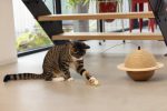 Beeztees DBL Kedi Tırmalama ve Oyuncağı, 29,5x29,5x20cm - Görsel 2