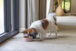 Beeztees DBL Köpek Mama Su Kabı, Seramik, Pembe, 13,5cm, 500ml - Görsel 2