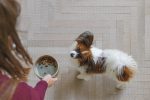 Beeztees DBL Köpek Mama Su Kabı, Seramik, Yeşil, 13,5cm, 500ml - Görsel 3