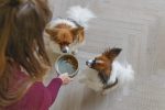 Beeztees DBL Köpek Mama Su Kabı, Seramik, Yeşil, 13,5cm, 500ml - Görsel 4
