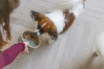 Beeztees DBL Köpek Mama Su Kabı, Seramik, Yeşil, 13,5cm, 500ml - Görsel 2