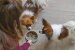 Beeztees DBL Köpek Mama Su Kabı, Seramik, Yeşil, 13,5cm, 500ml - Görsel 6