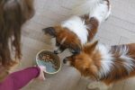 Beeztees DBL Köpek Mama Su Kabı, Seramik, Yeşil, 13,5cm, 500ml - Görsel 7